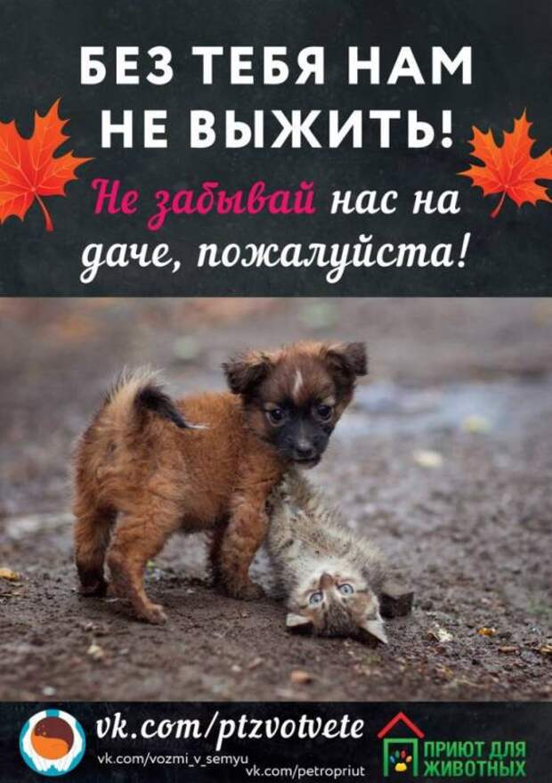 В Карелии зоозащитники начали акцию по спасению брошенных на дачах собак и кошек
