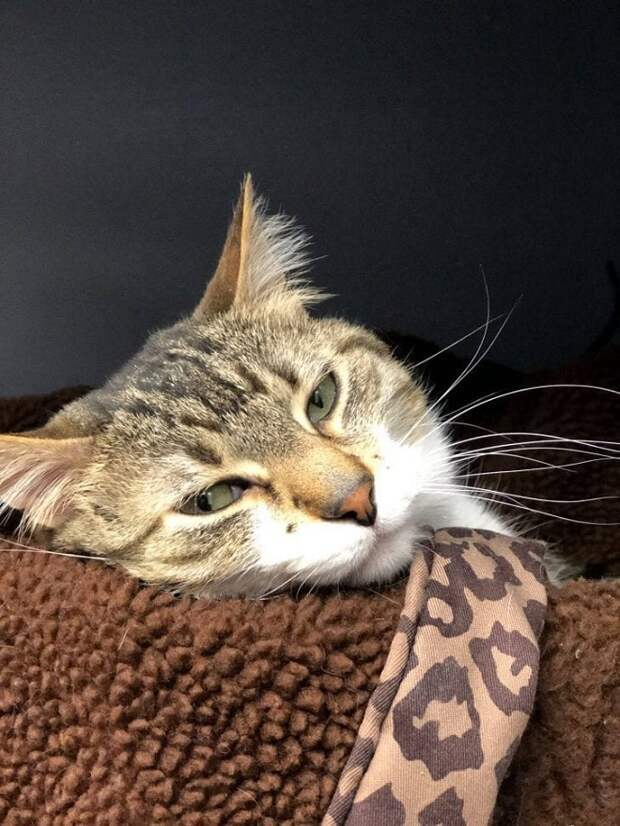 Уставший кот Кот лежит