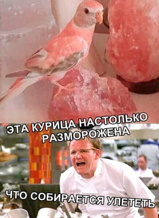 Легкий и непринужденный юмор в картинках Легкий и непринужденный юмор в картинках