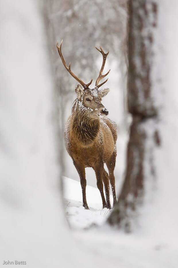 24. животные, мир, олень, природа, фотограф, фотография, шотландия