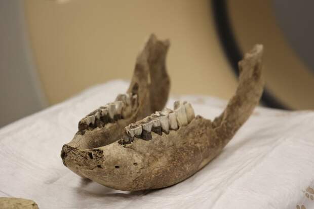 В НГУ впервые провели КТ‑сканирование челюстей детёнышей шерстистого носорога