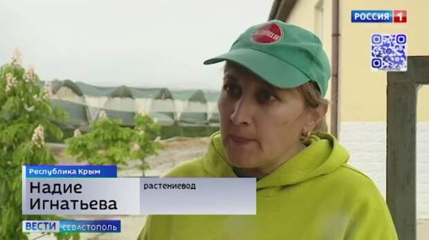 В Севастополе начался первый в этом сезоне сбор клубники