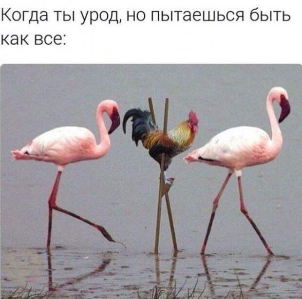 Нестандартный юмор :)