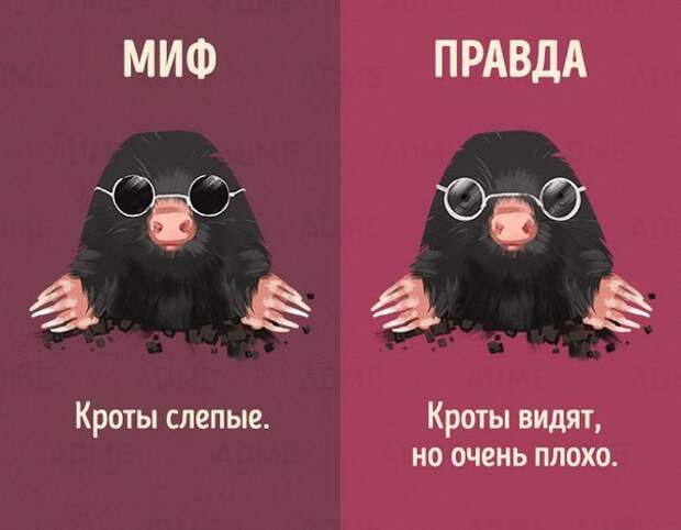 Мифы и правда о животных (10 картинок)