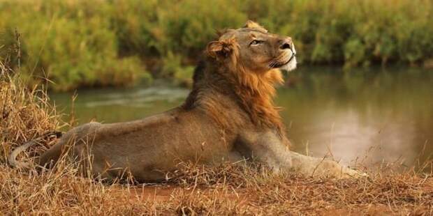 Хищники оставили от жертвы лишь голову Прайд, африка, браконьер, животные, заповедник, история, лев, охота