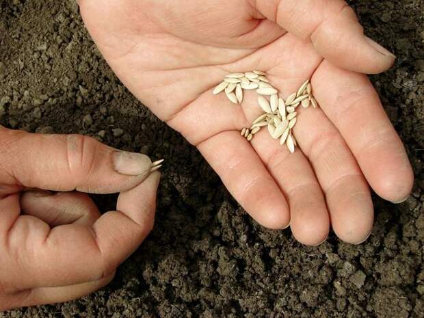 Важно правильно подготовить семена огурцов перед посевом, чтобы из них выросли стойкие сеянцы 