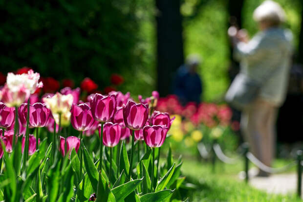 Гидрометцентр: до +20 градусов ожидается в первые дни апреля в Московском регионе