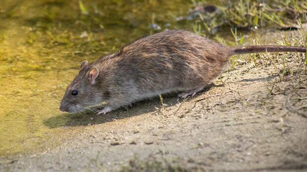 На нашествие крыс пожаловались жители одного из домов Нальчика