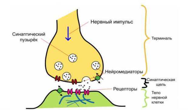 Схематичное изображение того, как работает память