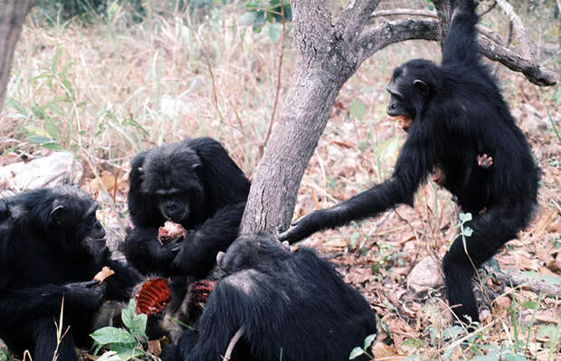 Самка шимпанзе с детёнышем клянчит мясо у поохотившегося самца