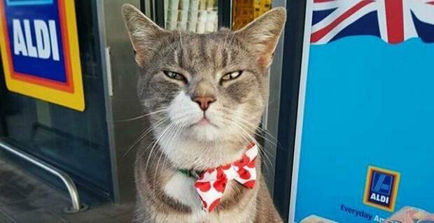 Кот, которого потеряли 2 года назад, оказался звездой местного супермаркета в мире, животные, звезда, история, кот, люди