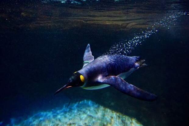 Пингвины продолжают перекрикиваться и под водой