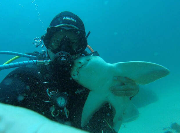 diver-cuddles-shark-rick-anderson-australia-3