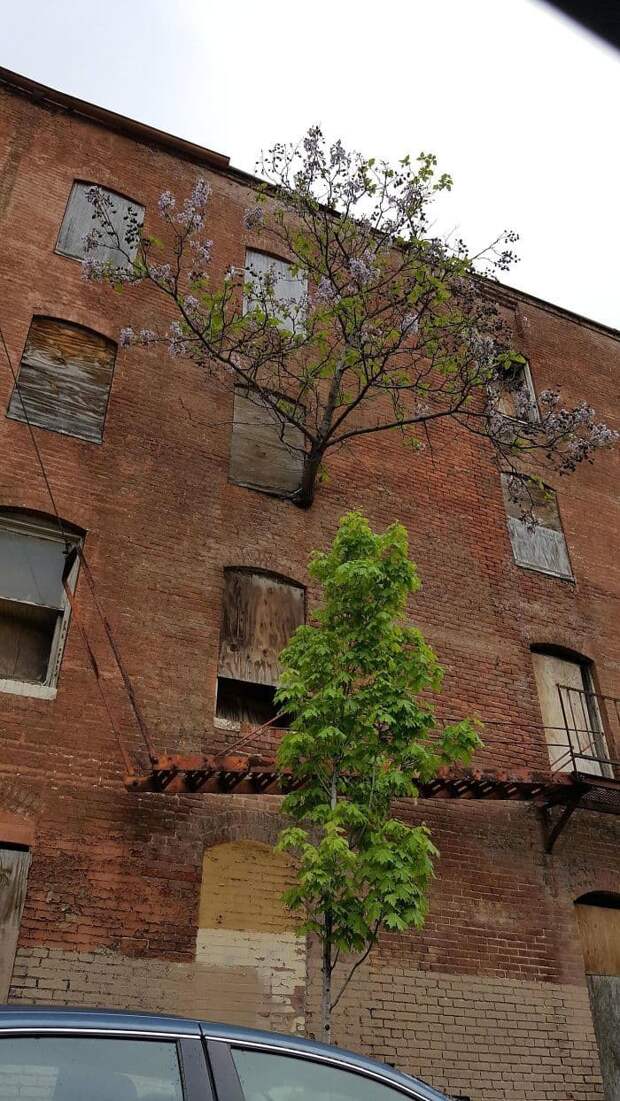 A Tree Grows From Third Floor Window A Tree Grows From Third Floor Window