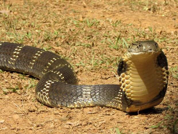 Какие самые ядовитые змеи в мире: фото, названия