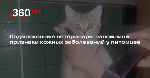 Подмосковные ветеринары напомнили признаки кожных заболеваний у питомцев