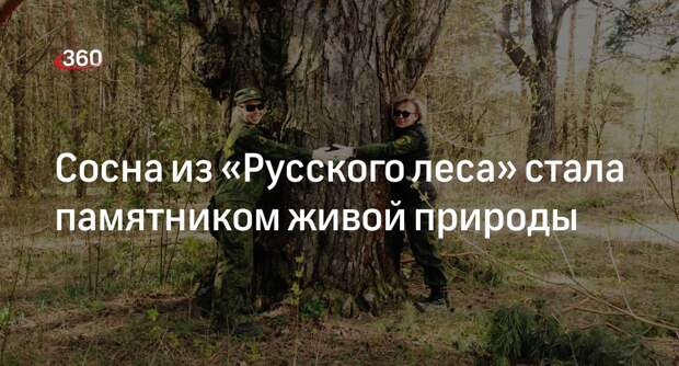Сосна из «Русского леса» стала памятником живой природы