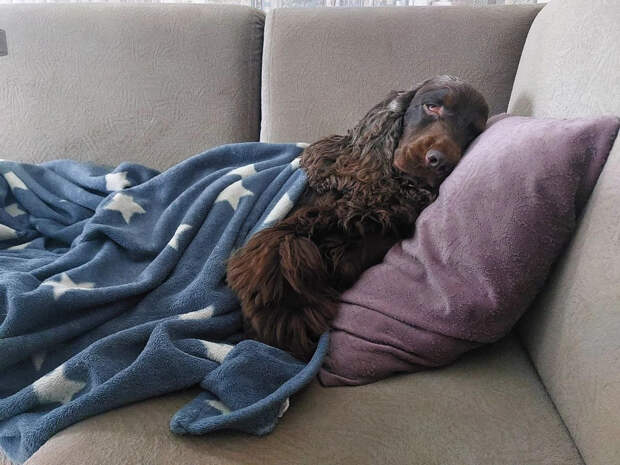 Прошло исследование: короткий дневной сон перезагружает мозг