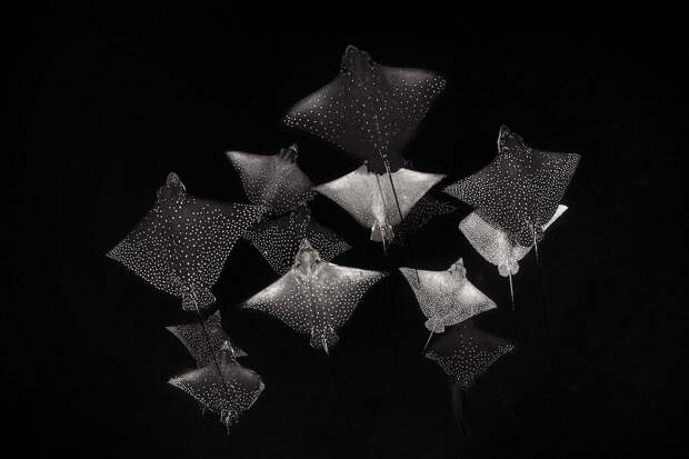 17 фотографий победителей фотоконкурса Underwater Photographer of the Year