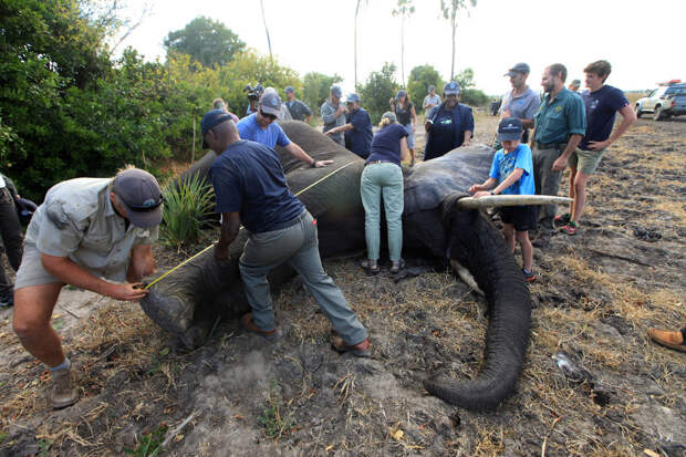 Особенности перевозки слонов: 13 любопытных кадров 