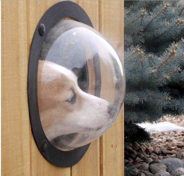 Окно в заборе для любопытных