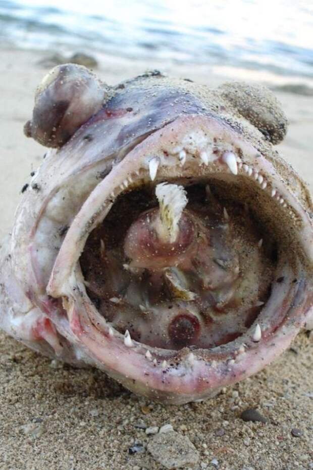 Как выглядит рыба-шар (фугу)? Фото и интересные факты