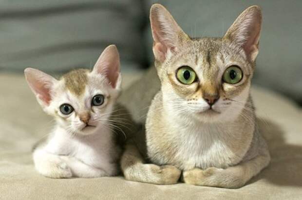 Как две капли: кошки и котята (29 фото)
