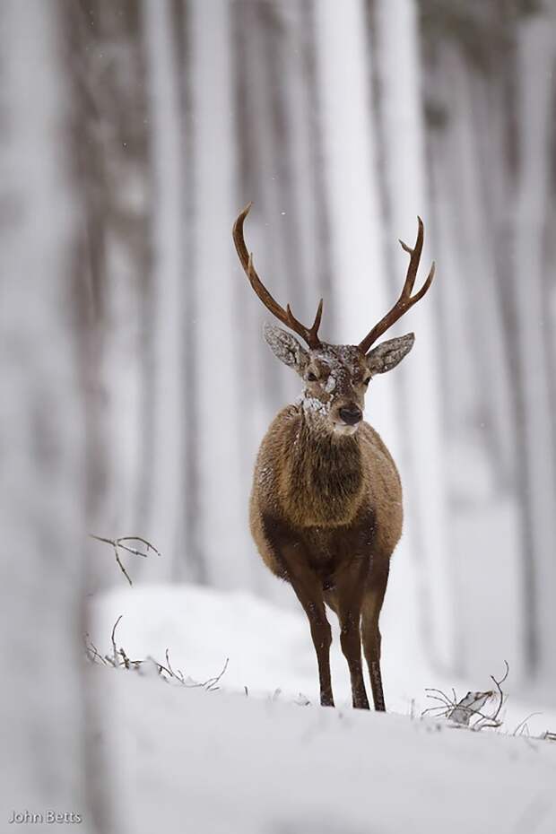 25. животные, мир, олень, природа, фотограф, фотография, шотландия
