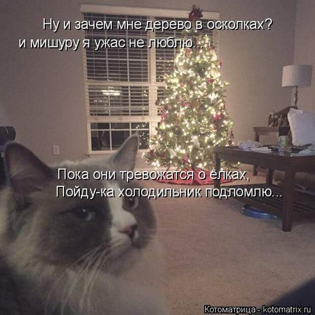 Лучшие котоматрицы недели (50 фото)