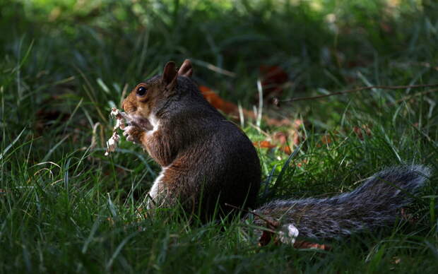 Американские пожарные провели «уникальную операцию» в канун Рождества