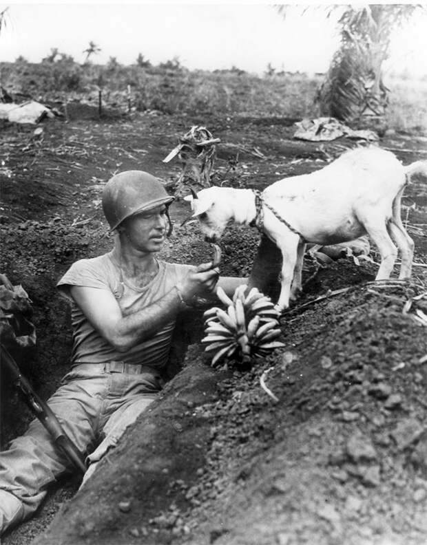 20. Солдат угощает козла бананом. Битва за Сайпан, 1944 г. архивные фотографии, лучшие фото, ретрофото, черно-белые снимки