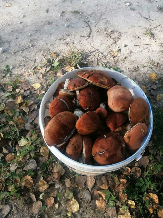 Недельный поход за грибами обернулся экстремальным выживанием в лесах Ленинградской области