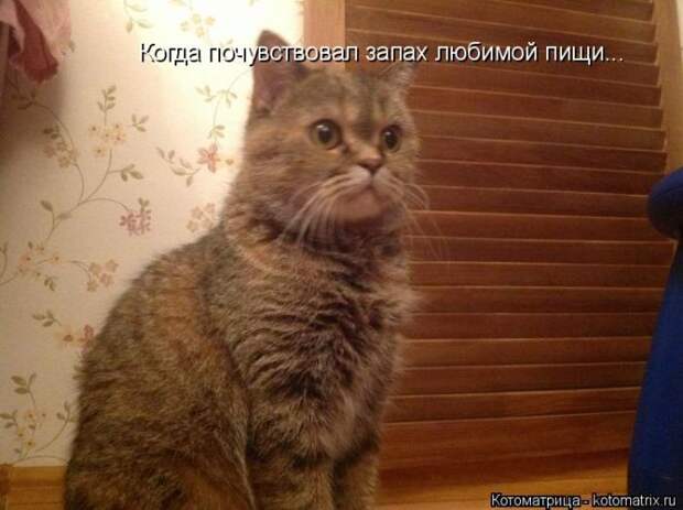 Лучшие котоматрицы недели (50 фото)