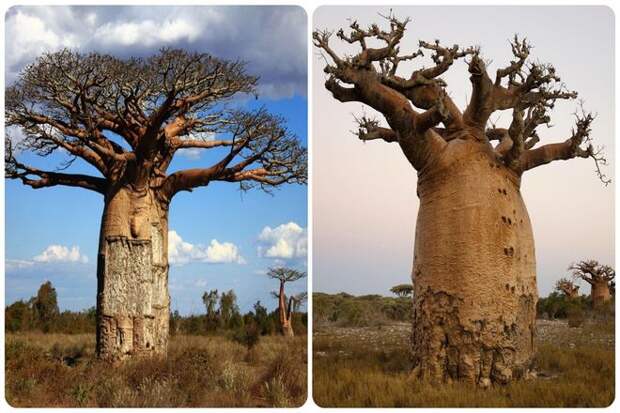 Баобаб не ограничивает свою щедрость корой. Съедобные листья служат питательной добавкой к блюдам. Между тем, мякоть семян баобаба была первоначальным источником винного камня, дающего терпкий напиток, напоминающий лимонад.