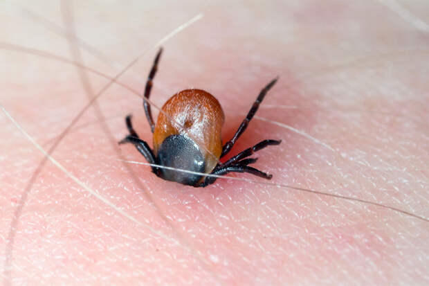 Роспотребнадзор: шесть тысяч россиян обратились к врачам из-за укусов клещей