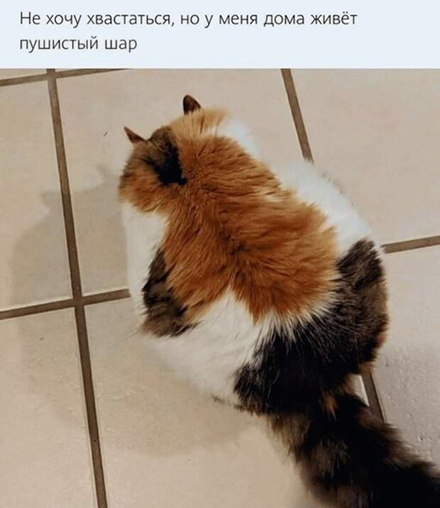 Пушистый шар ) Пушистый шар )