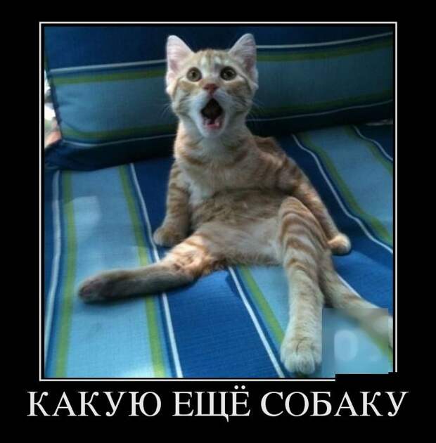 Демотиваторы (30 фото)