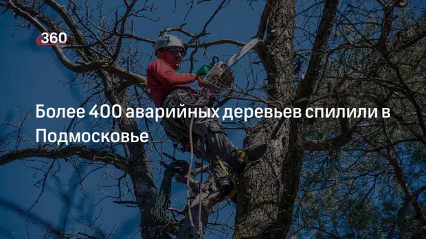 Более 400 аварийных деревьев спилили в Подмосковье
