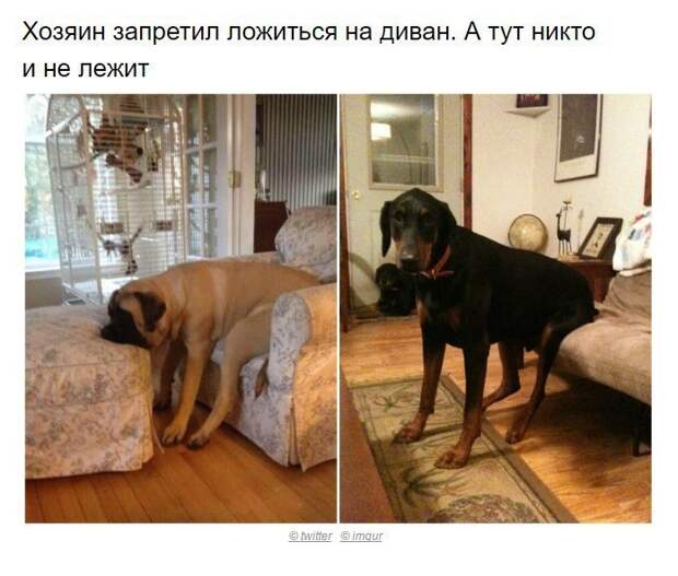 Собаки, которые поняли эту жизнь Собаки, которые поняли эту жизнь
