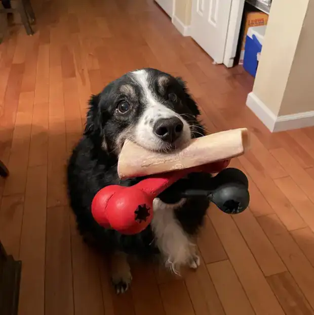 Из жизни животных - Жизнь - театр - Медиаплатформа МирТесен