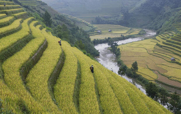 Фермеры на рисовых террасах во Вьетнаме