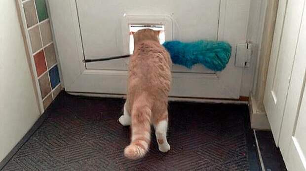 Смешные животные воруют вещи (много фото)