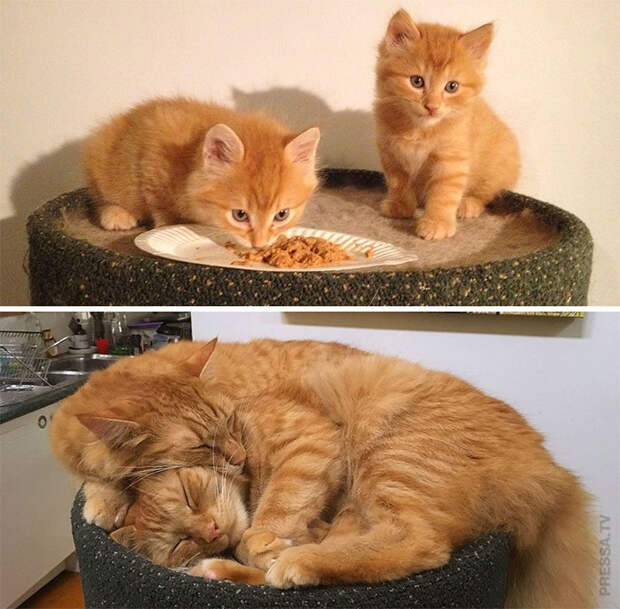 1612249806_pressa_tv_e8dbcd73-c1b3-47d9-ab1a-ba7cf1bb5ba0 (700x688, 329Kb)