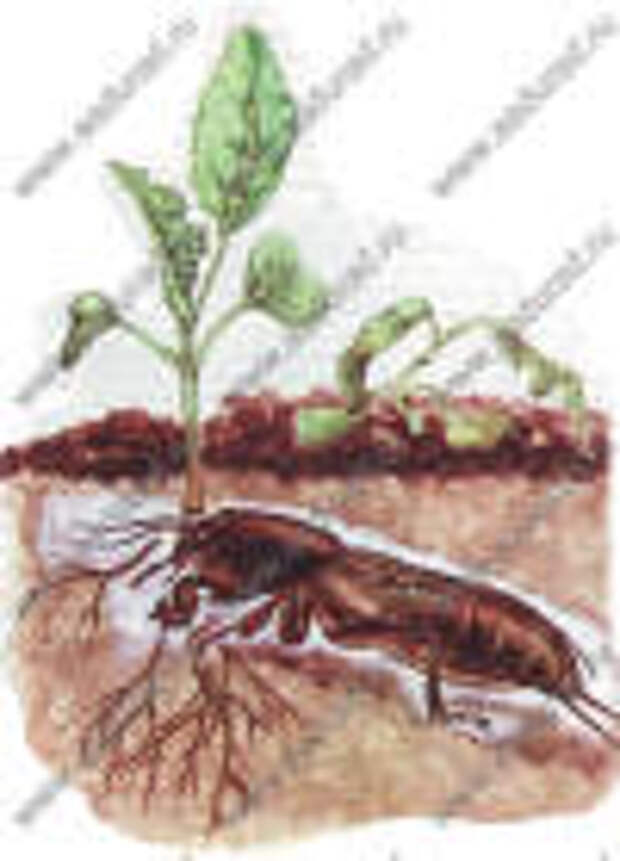 Поешь корень. Повреждение растений медведкой. Медведка ест корни. Корни растений от медведки. Томаты поврежденные медведкой.