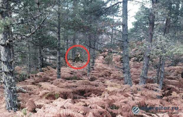 Шотландка сфотографировала Смерть в лесу