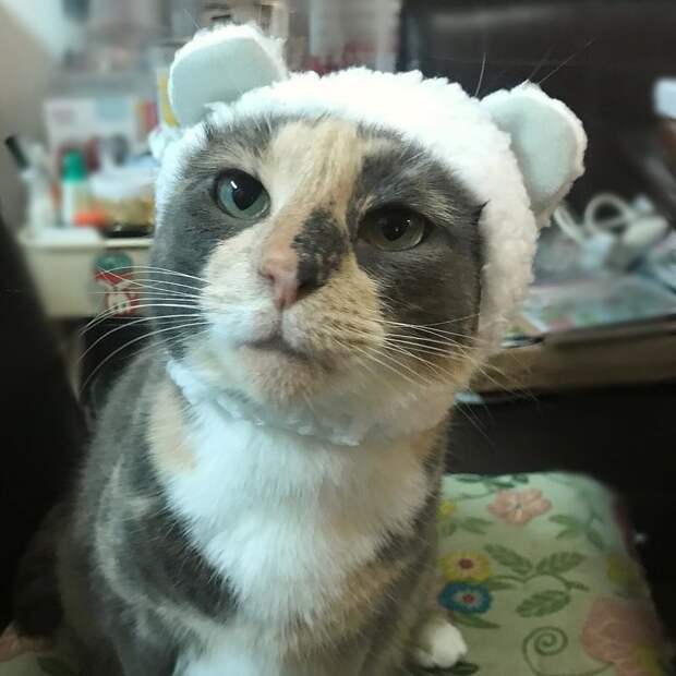 Котейки, знающие толк в моде на милые шапочки Котейки, знающие толк в моде на милые шапочки