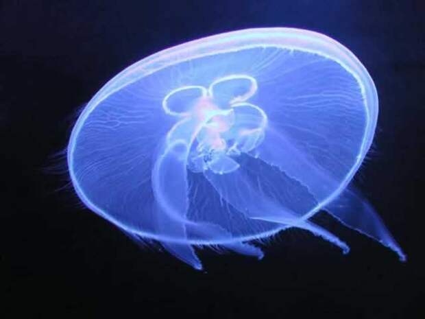 Медуза аурелия: описание, особенности содержания, размножение. Аурелия — ушастая медуза