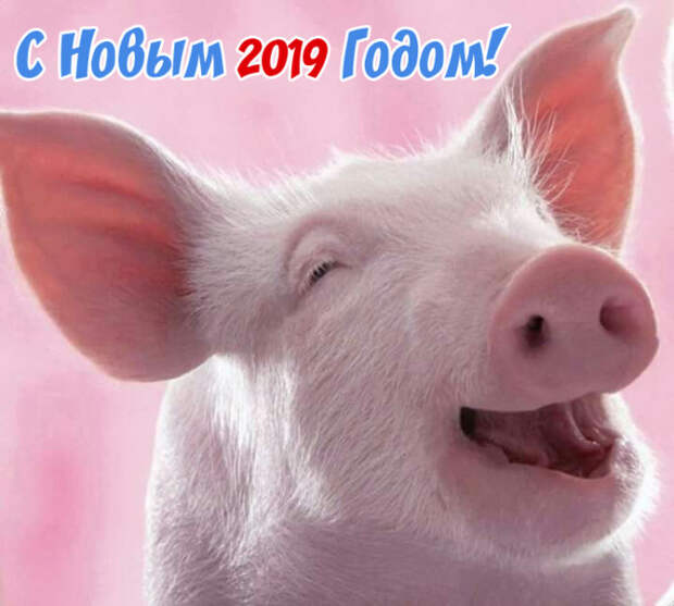 прикольные открытки +с новым 2019 годом свиньи скачать