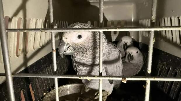 Ульяновский зоопарк стал домом для сотни спасенных экзотических попугаев