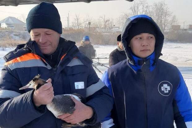 Спасали два дня: в Бурятии водолазы вытащили раненую утку из полыньи. Фото: предоставлено Олегом Лухневым.